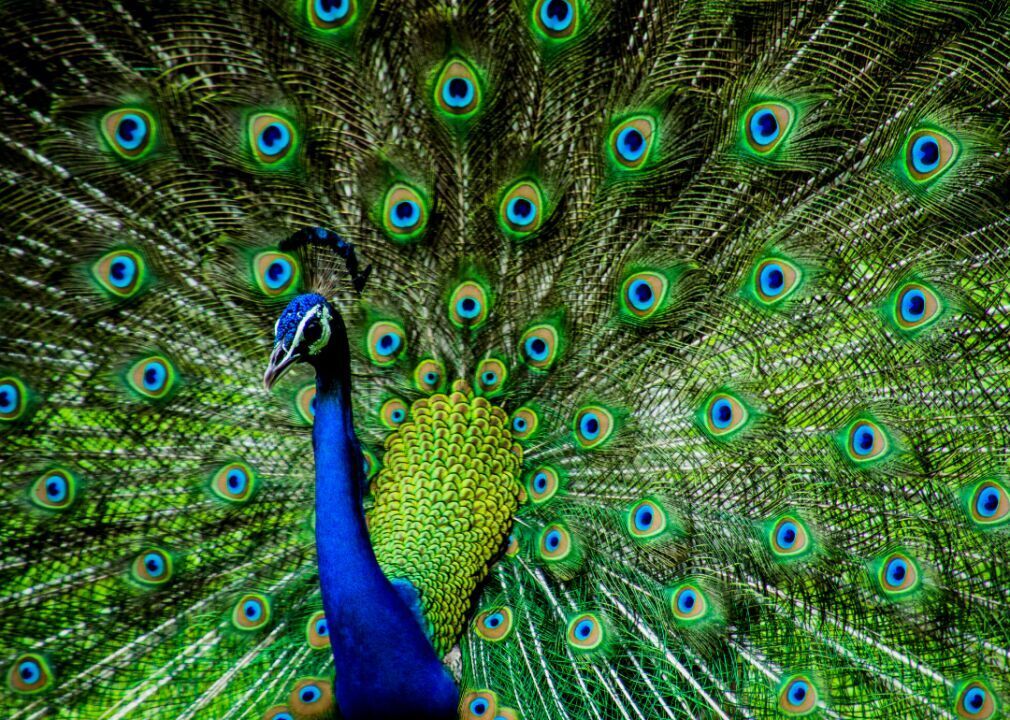 Why do peacocks have such showy feathers?